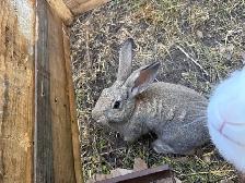 4 month New Zealand meat rabbit male - Photo 2
