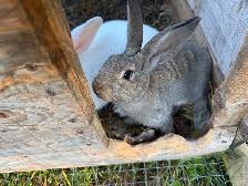 4 month New Zealand meat rabbit male - Photo 3