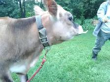 Jersey eifer almost 8 months old obo
