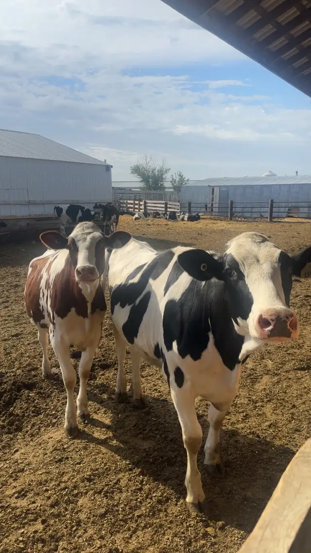 Casual Milker