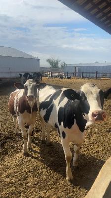 Casual Milker