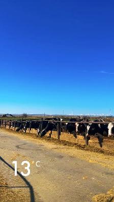 Casual Milker - Photo 2