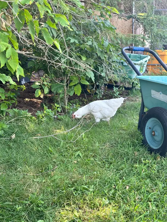 Americana Rooster for sale