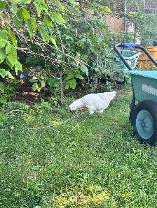 Americana Rooster for sale