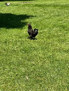 Americana Rooster for sale - Photo 2