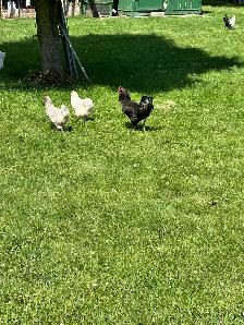 Americana Rooster for sale - Photo 3