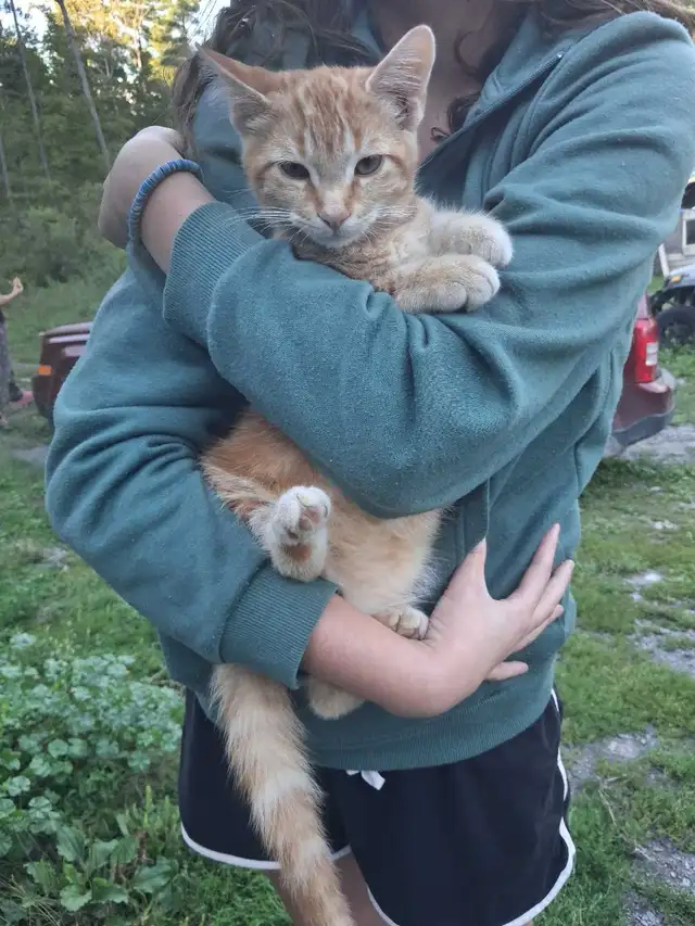 barn kitten