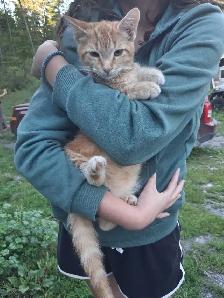 barn kitten