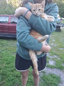 barn kitten - Photo 2