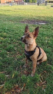 Loving rescue needs loving home