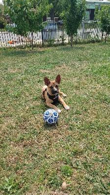 Loving rescue needs loving home - Photo 2