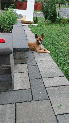 Loving rescue needs loving home - Photo 3