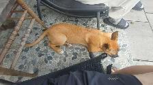 Loving rescue needs loving home - Photo 4