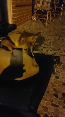Loving rescue needs loving home - Photo 5