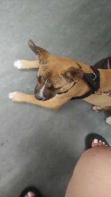 Loving rescue needs loving home - Photo 6