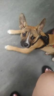 Loving rescue needs loving home - Photo 7