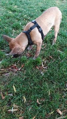 Loving rescue needs loving home - Photo 8