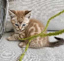 Bengal × Ragdoll Kitten!! - Photo 2