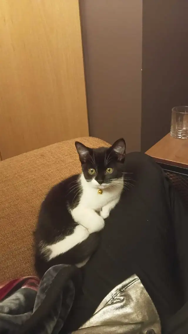 bebe chat a vendre ! Elle vient avec ses choses.