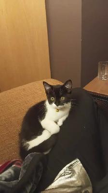 bebe chat a vendre ! Elle vient avec ses choses.