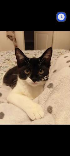 bebe chat a vendre ! Elle vient avec ses choses. - Photo 3