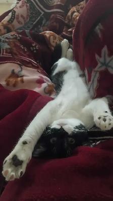 bebe chat a vendre ! Elle vient avec ses choses. - Photo 4