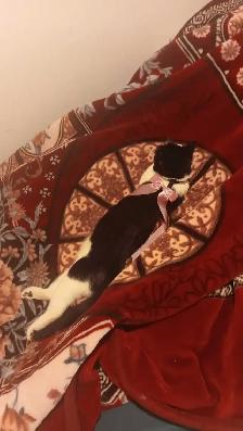 bebe chat a vendre ! Elle vient avec ses choses. - Photo 6