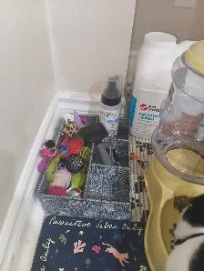 bebe chat a vendre ! Elle vient avec ses choses. - Photo 7
