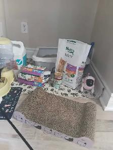 bebe chat a vendre ! Elle vient avec ses choses. - Photo 8