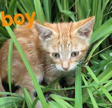 Adorable Kittens
