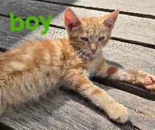 Adorable Kittens - Photo 2