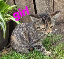 Adorable Kittens - Photo 3