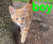 Adorable Kittens - Photo 4