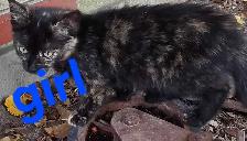 Adorable Kittens - Photo 5