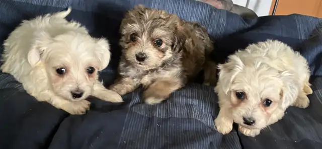 Chiots Morki prêt à être adopter (1 femelle et 1 mâle)