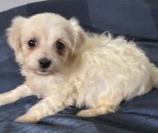 Chiots Morki prêt à être adopter (1 femelle et 1 mâle) - Photo 2