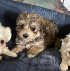 Chiots Morki prêt à être adopter (1 femelle et 1 mâle) - Photo 3