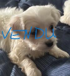 Chiots Morki prêt à être adopter (1 femelle et 1 mâle) - Photo 4