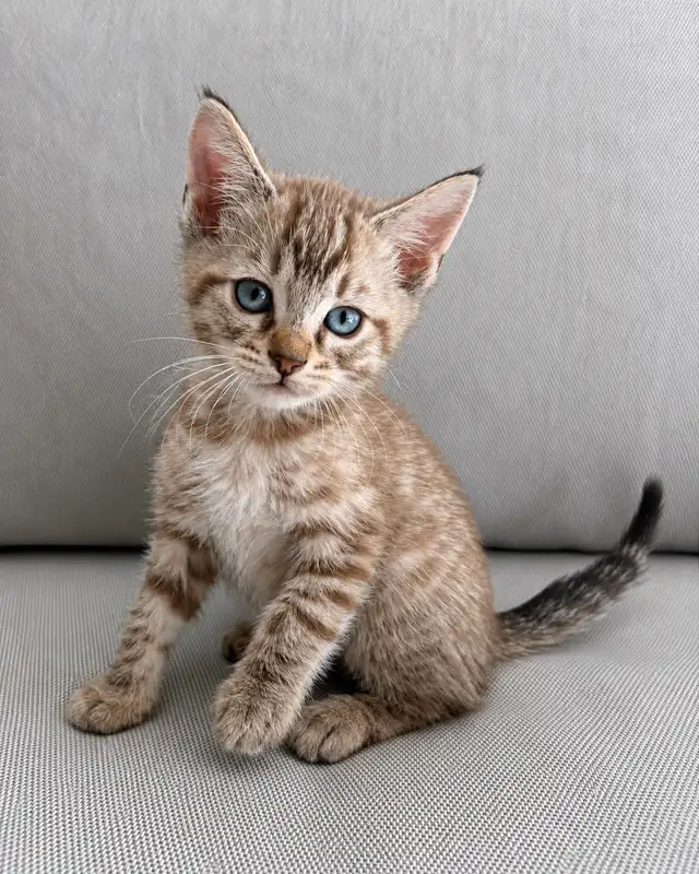 Bengal × Ragdoll Kitten!!