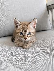 Bengal × Ragdoll Kitten!! - Photo 2