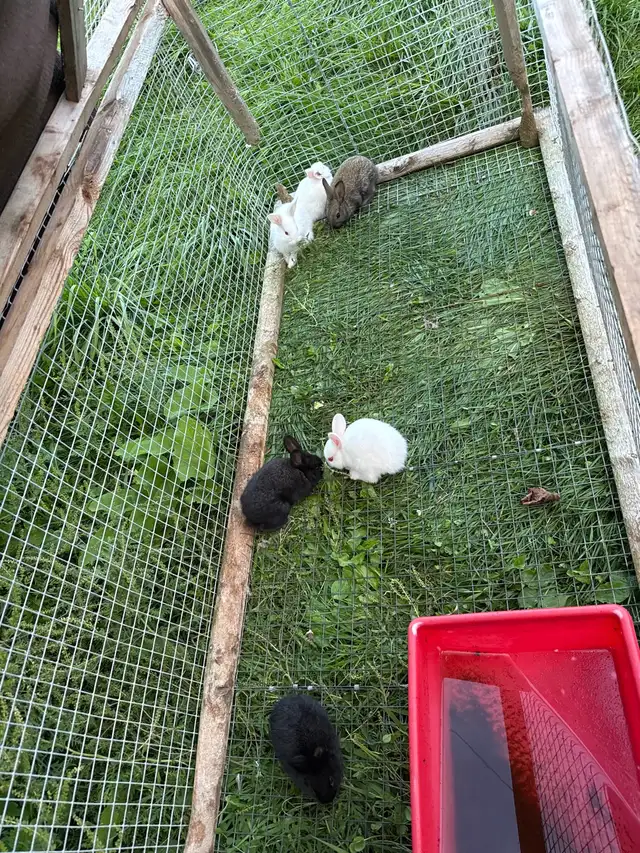 six female New Zealand meat rabbits