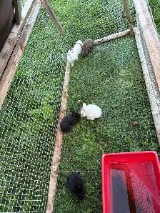 six female New Zealand meat rabbits