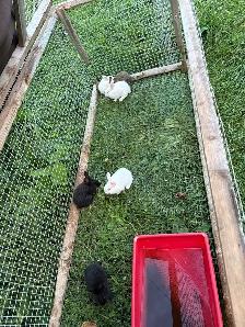 six female New Zealand meat rabbits - Photo 2