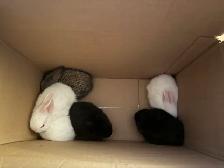 six female New Zealand meat rabbits - Photo 3