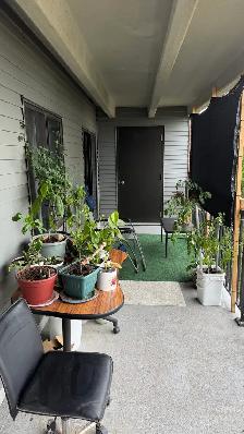 2 Bedroom, 2 Bathroom Apartment for Rent - Photo 6