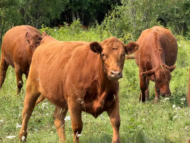 Bred Red Angus Heifers