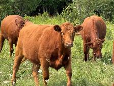 Bred Red Angus Heifers