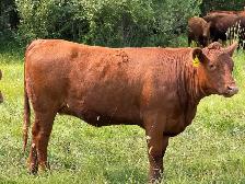 Bred Red Angus Heifers - Photo 2