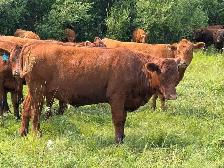 Bred Red Angus Heifers - Photo 3