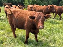 Bred Red Angus Heifers - Photo 4